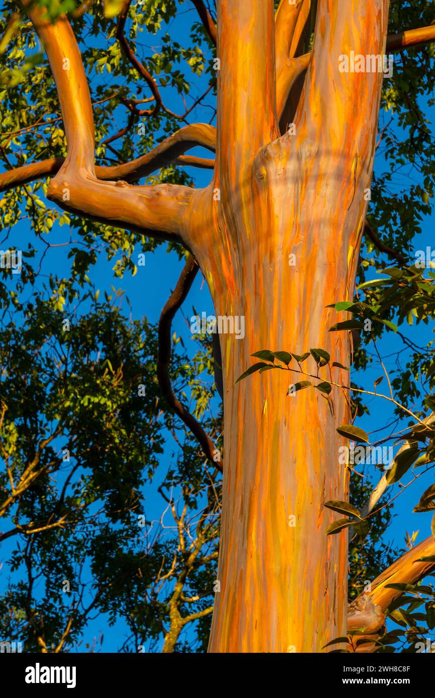 Rainbow Eucalyptus trees at Keahua Arboretum near Kapa'a, Kauai, Hawaii. Rainbow Eucalyptus is a tree of the species Eucalyptus deglupta with striking Stock Photo