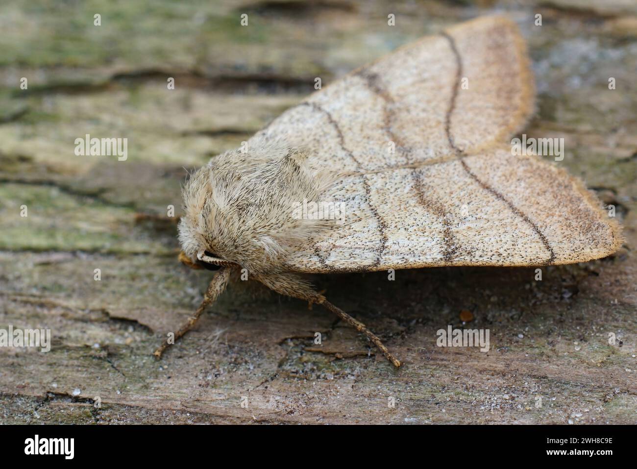 Detailed closeup on a treble lines owlet moth, Charanyca trigrammica, on the surface of a wood in the garden Stock Photo