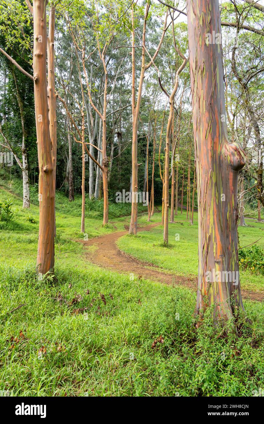 Rainbow Eucalyptus tree at Keahua Arboretum near Kapa