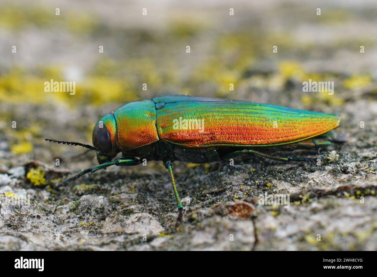 Detailed closeup on a gorgeous metallic green to gold colored jewel beetle , Eurythyrea micans sitting on wood Stock Photo
