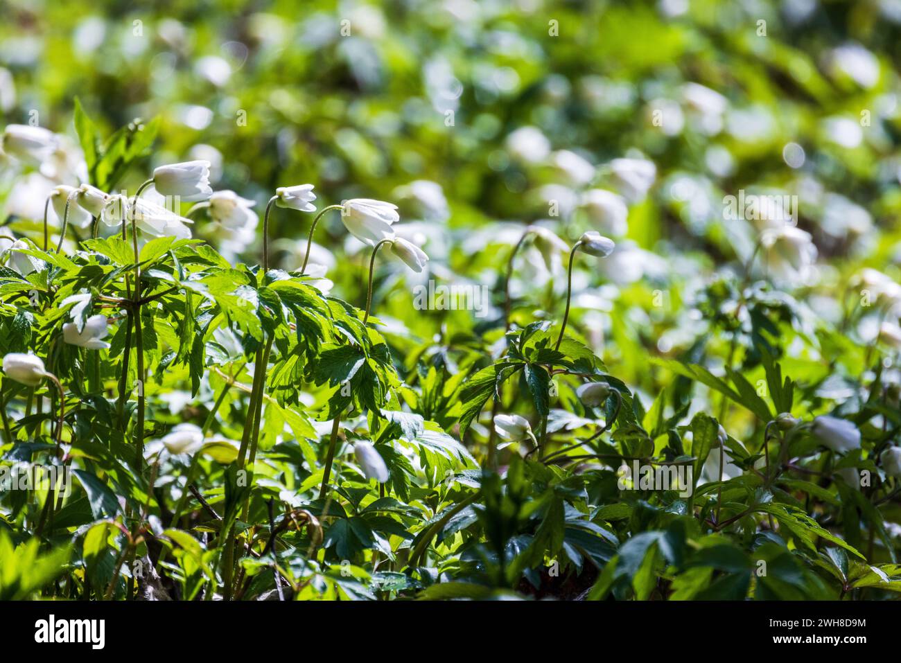 Anemone nemorosa buds, close-up photo with selective soft focus. Wild white spring flowers on a sunny day Stock Photo