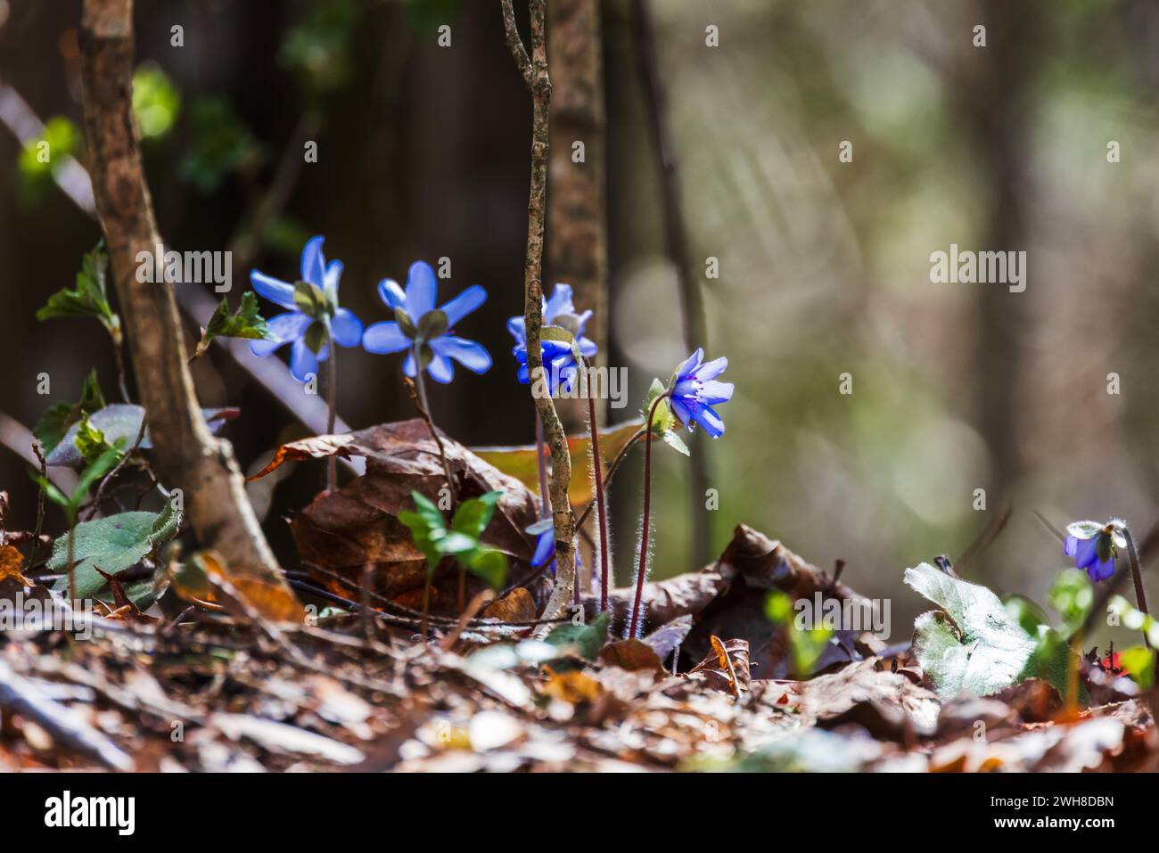 Wild spring blue flowers grow in the forest. Hepatica Stock Photo - Alamy