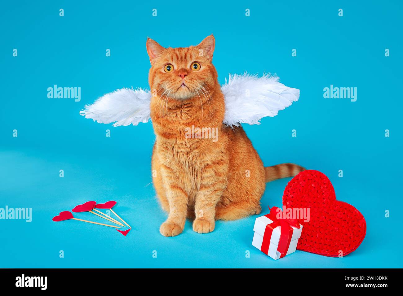 Valentines Day Cupid. Portrait of ginger british cat with angel white wings on blue background. Stock Photo
