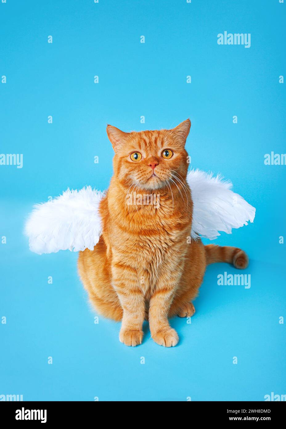 Portrait of red british cat with a funny facial expression wearing blue angel wings on his back Stock Photo