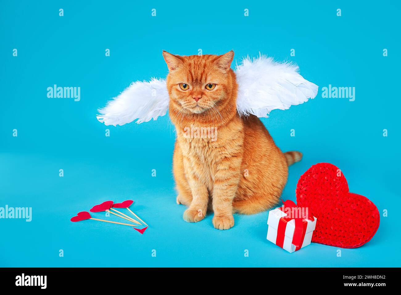 Valentines Day Cupid. Portrait of red british cat with angel white wings on blue background. Stock Photo