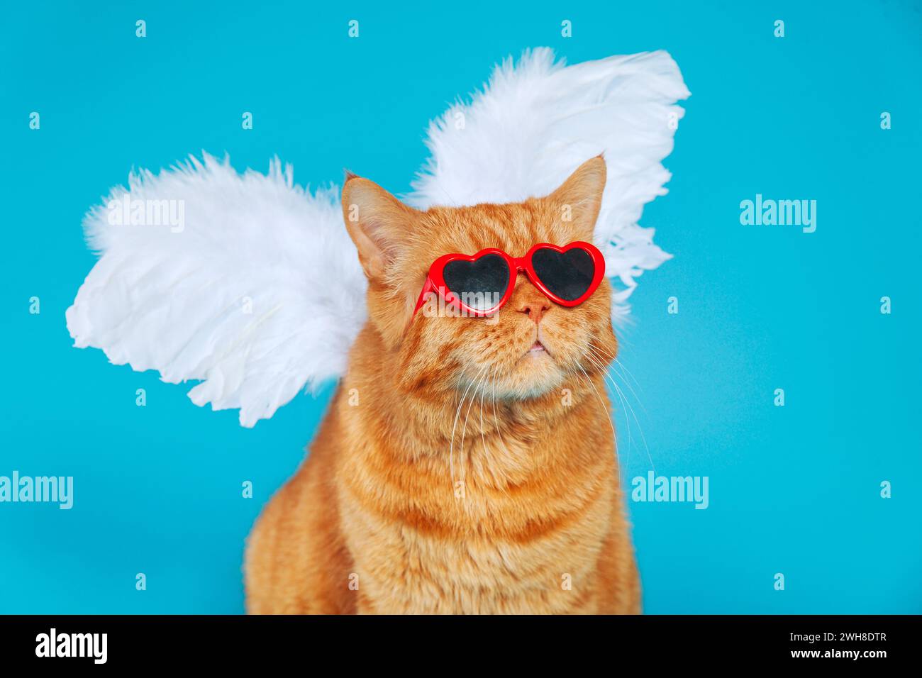 Angel Cupid ginger british cat with in sunglasses and angel wings on blue studio background Stock Photo