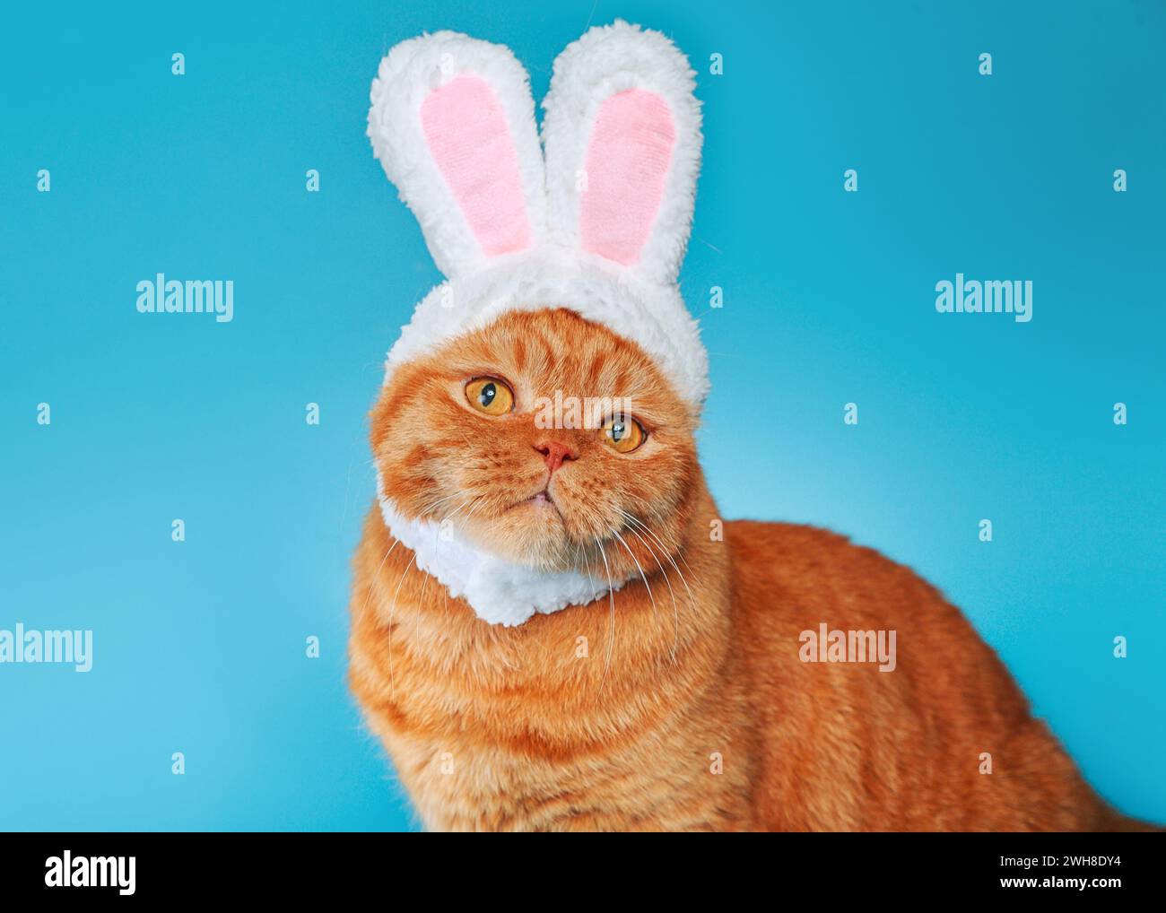 Cat in bunny shop costume