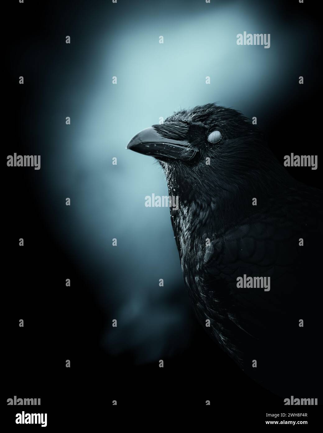 A raven illuminated by moonlight in a dimly lit room Stock Photo