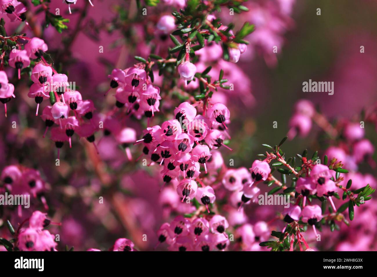small and cute pink erica flowers Stock Photo