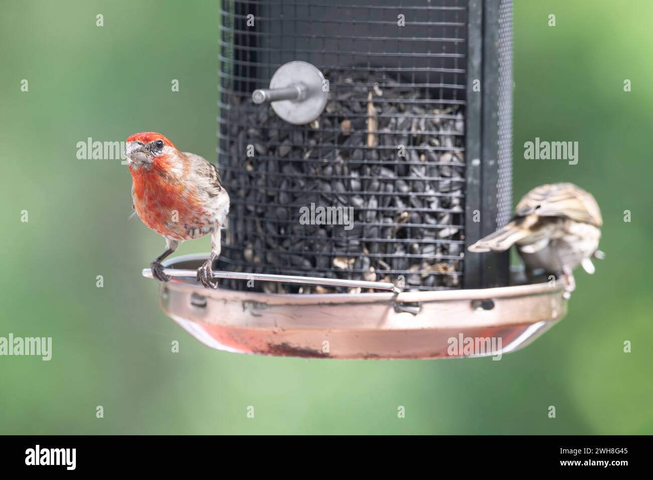 male-house-finch-haemorhous-mexicanus-on-feeder-stock-photo-alamy