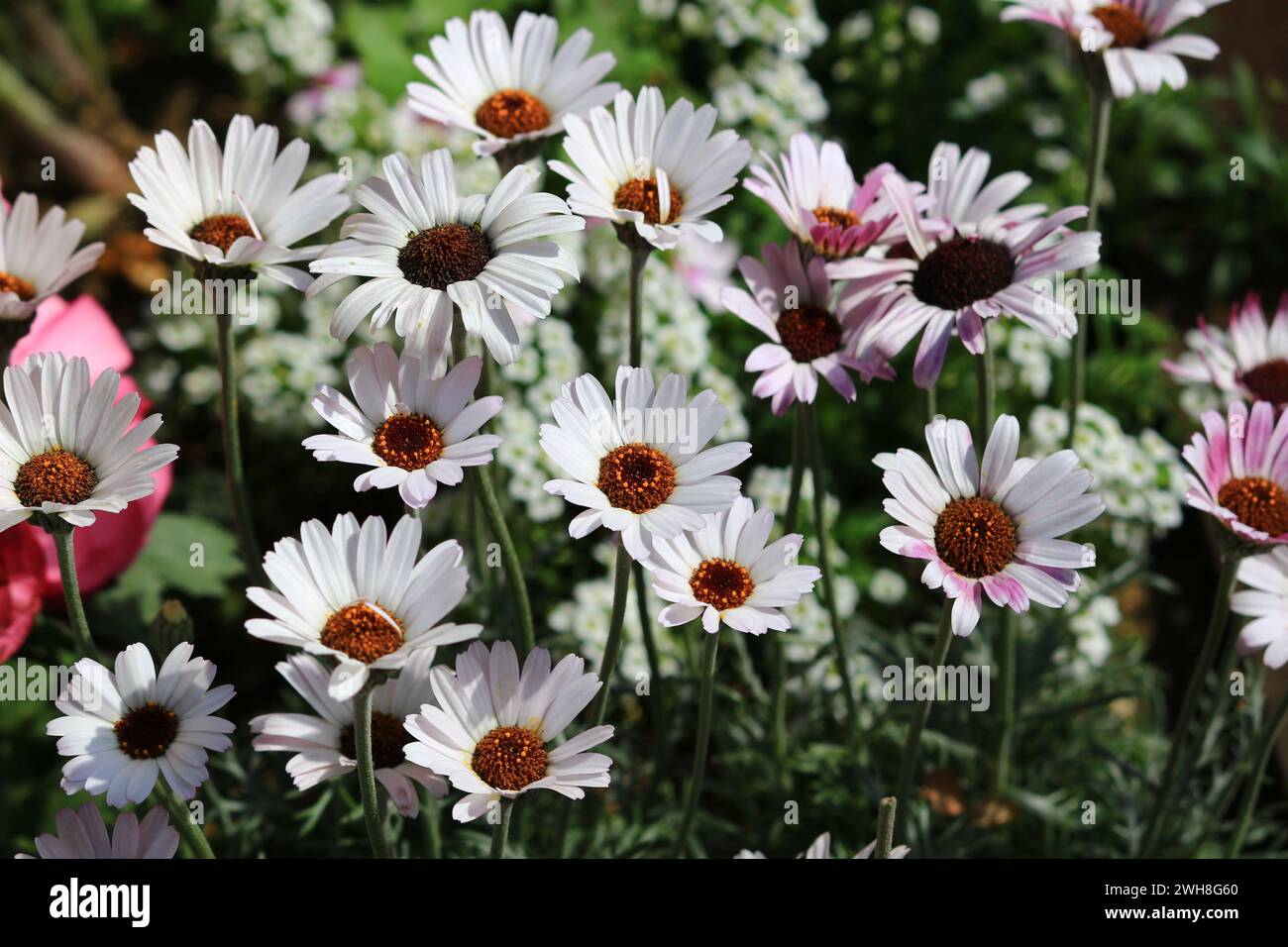 A flower garden where white Rhodansemum blooms Stock Photo