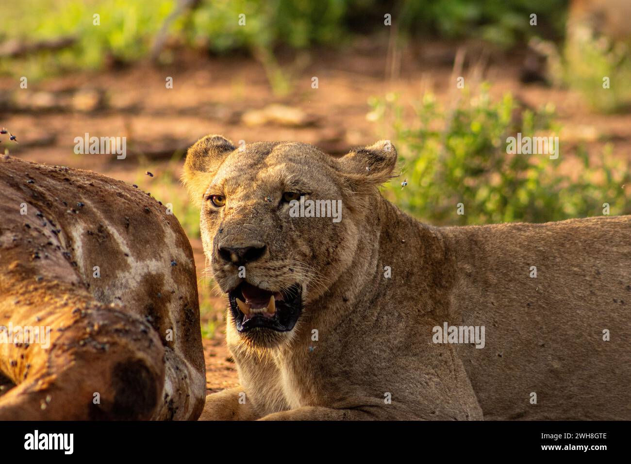 A lioness eating the carcass of a giraffe. Tsavo East National Park Stock Photo