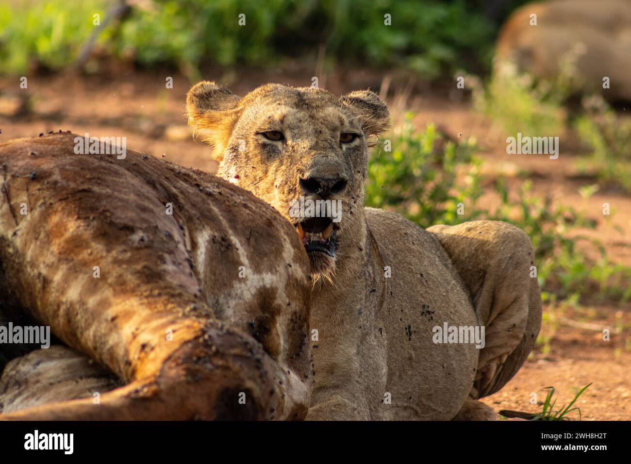 A lioness eating the carcass of a giraffe. Tsavo East National Park Stock Photo