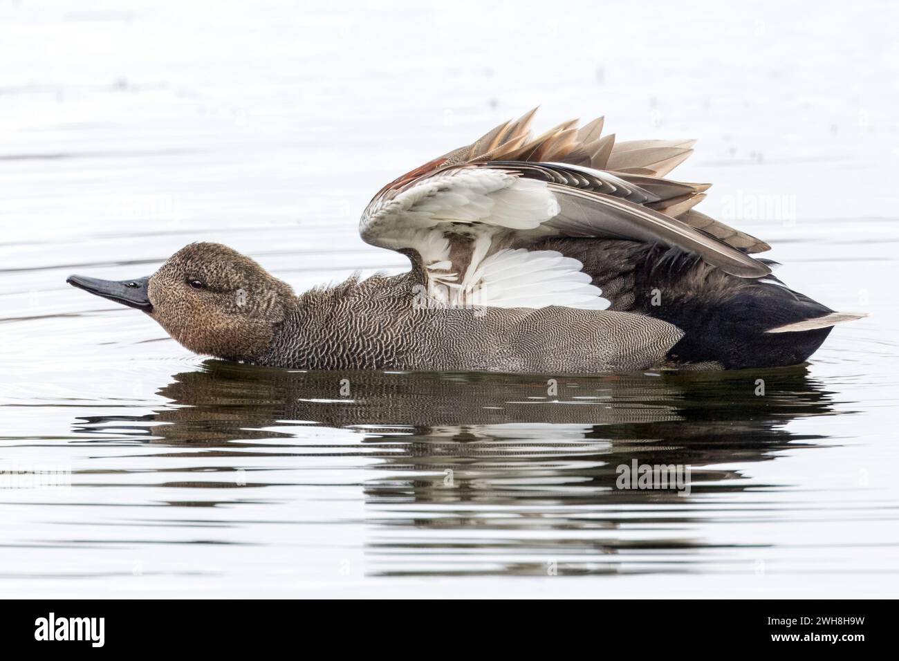 Gadwall, male, Blashford Lakes Nature Reserve, Hampshire, UK Stock Photo