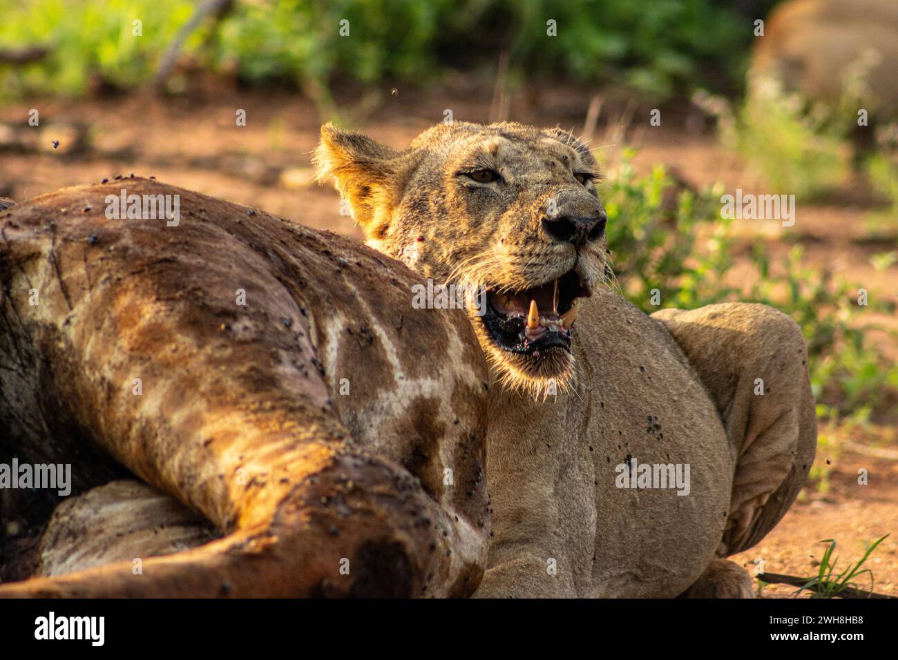 A lioness eating the carcass of a giraffe. Tsavo East National Park Stock Photo