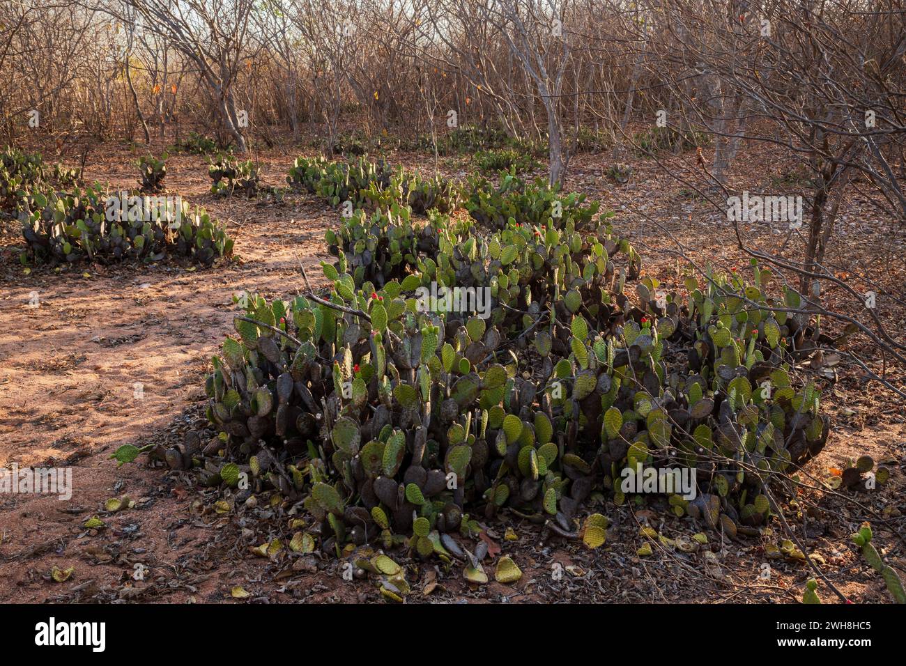 quipá cactus in a caatinga forest, typical vegetation of the Brazilian semi-arid region Stock Photo
