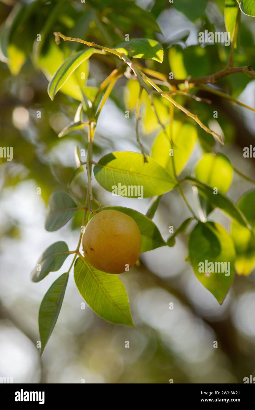 umbu or imbu or umbuzeiro - branch of the umbuzeiro tree with ripe fruit Stock Photo