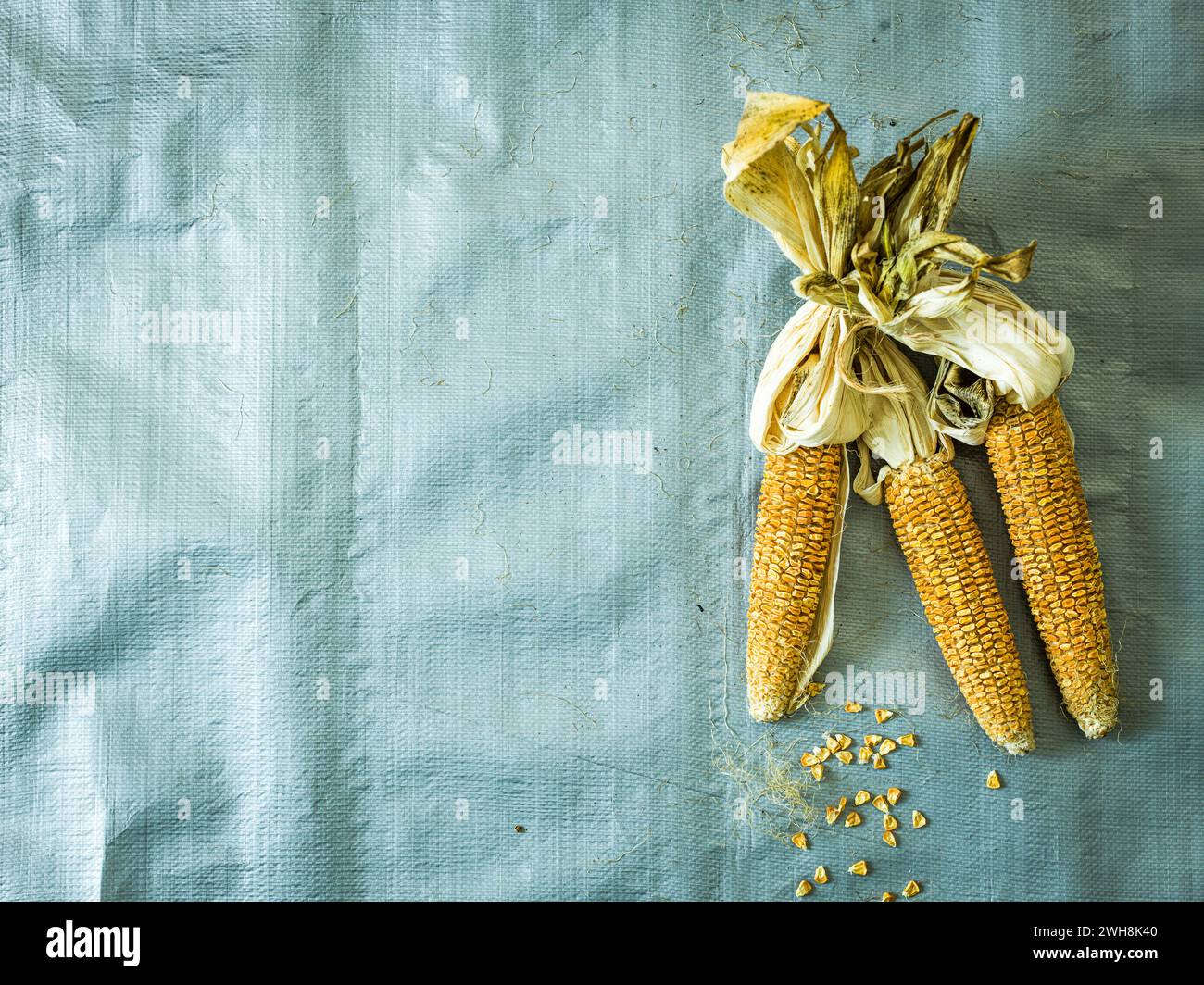 Dried corn on the cobb Stock Photo