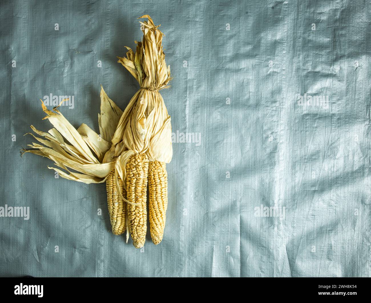 Dried corn on the cobb on silver background Stock Photo