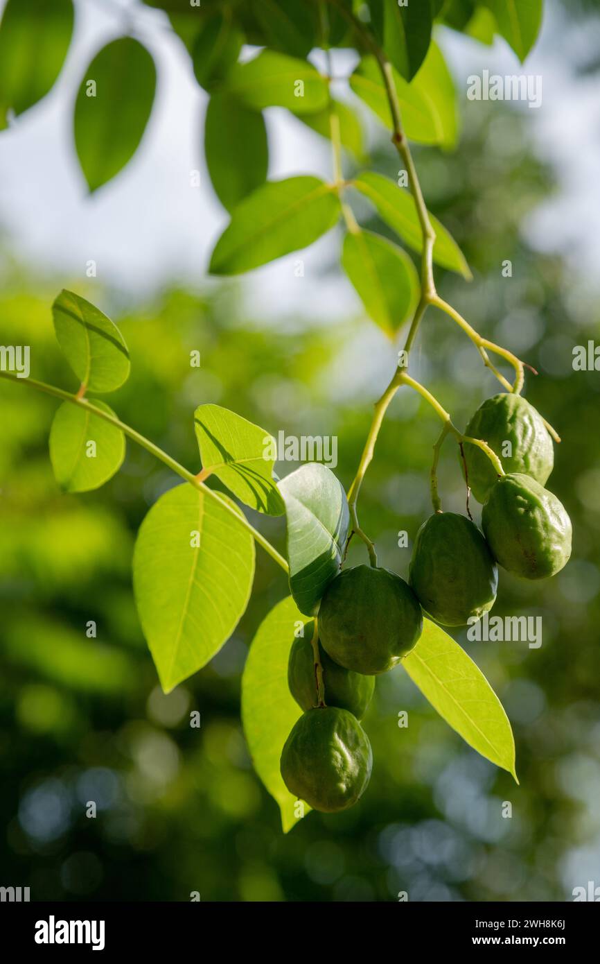 bunch of umbu (or imbu or umbuzeiro) hanging from the umbuzeiro tree Stock Photo