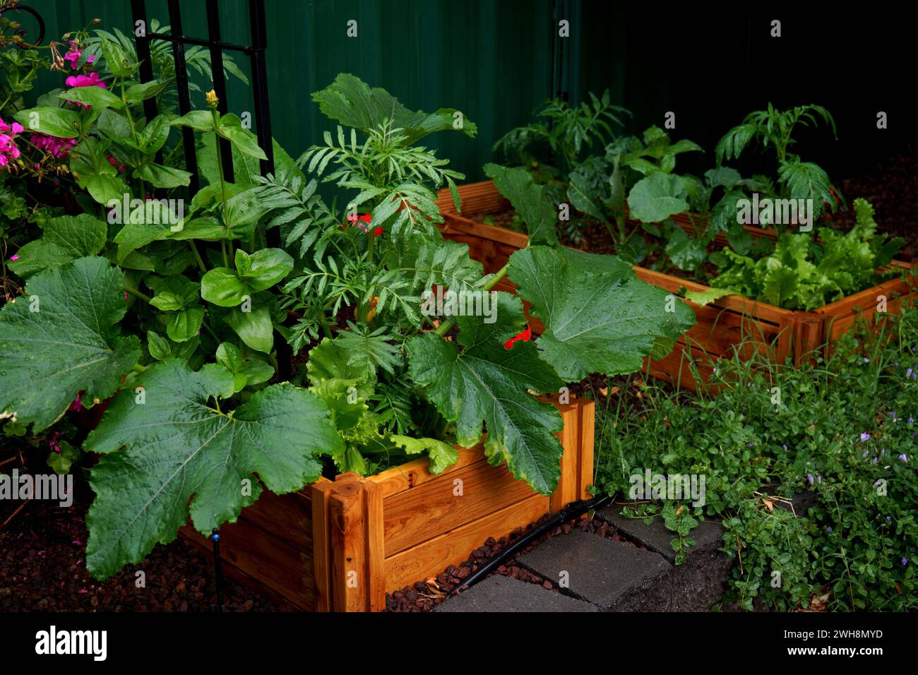 Raised bed homegrown vegetable garden in wooden planter boxes with companion plants to ward off pests and diseases. Stock Photo