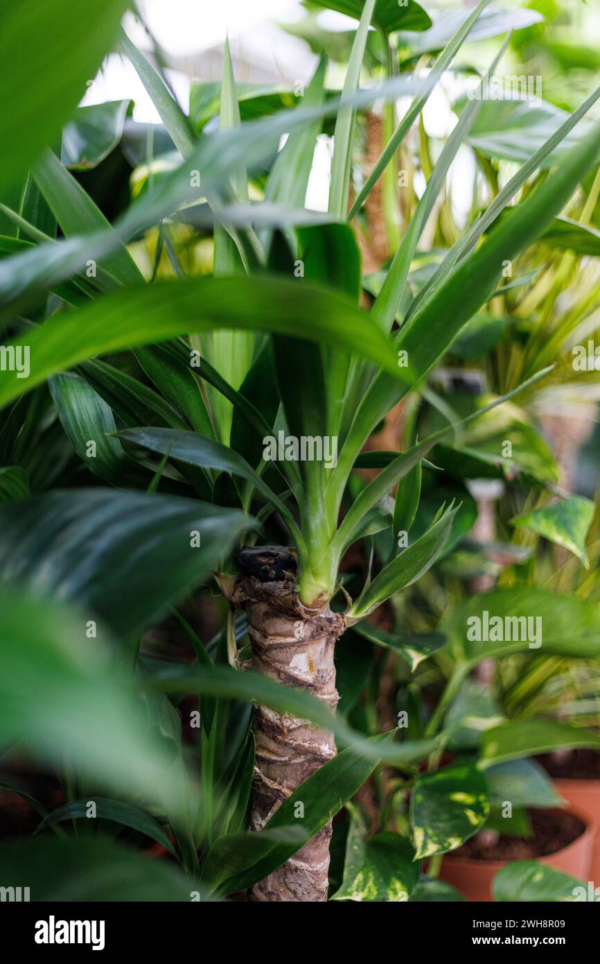 Philodendron arten hires stock photography and images Alamy