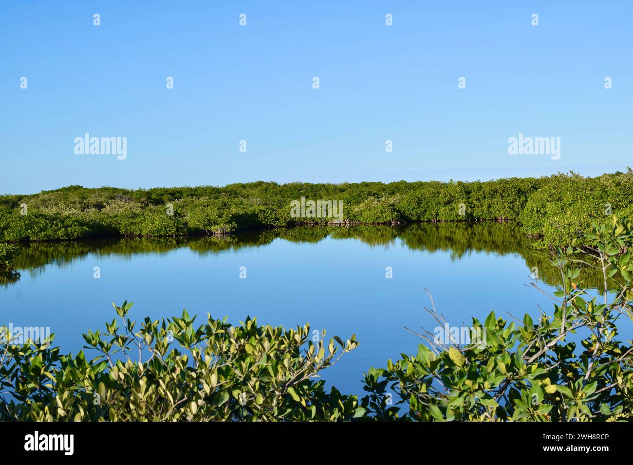 A view of the mangrove in San Pedro, Ambergris caye, Belize, Central America. Stock Photo