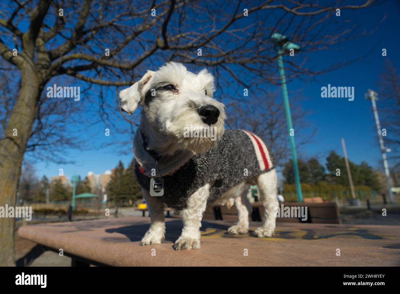 Adult Sealyham Terrier wearing a woolen coat Stock Photo