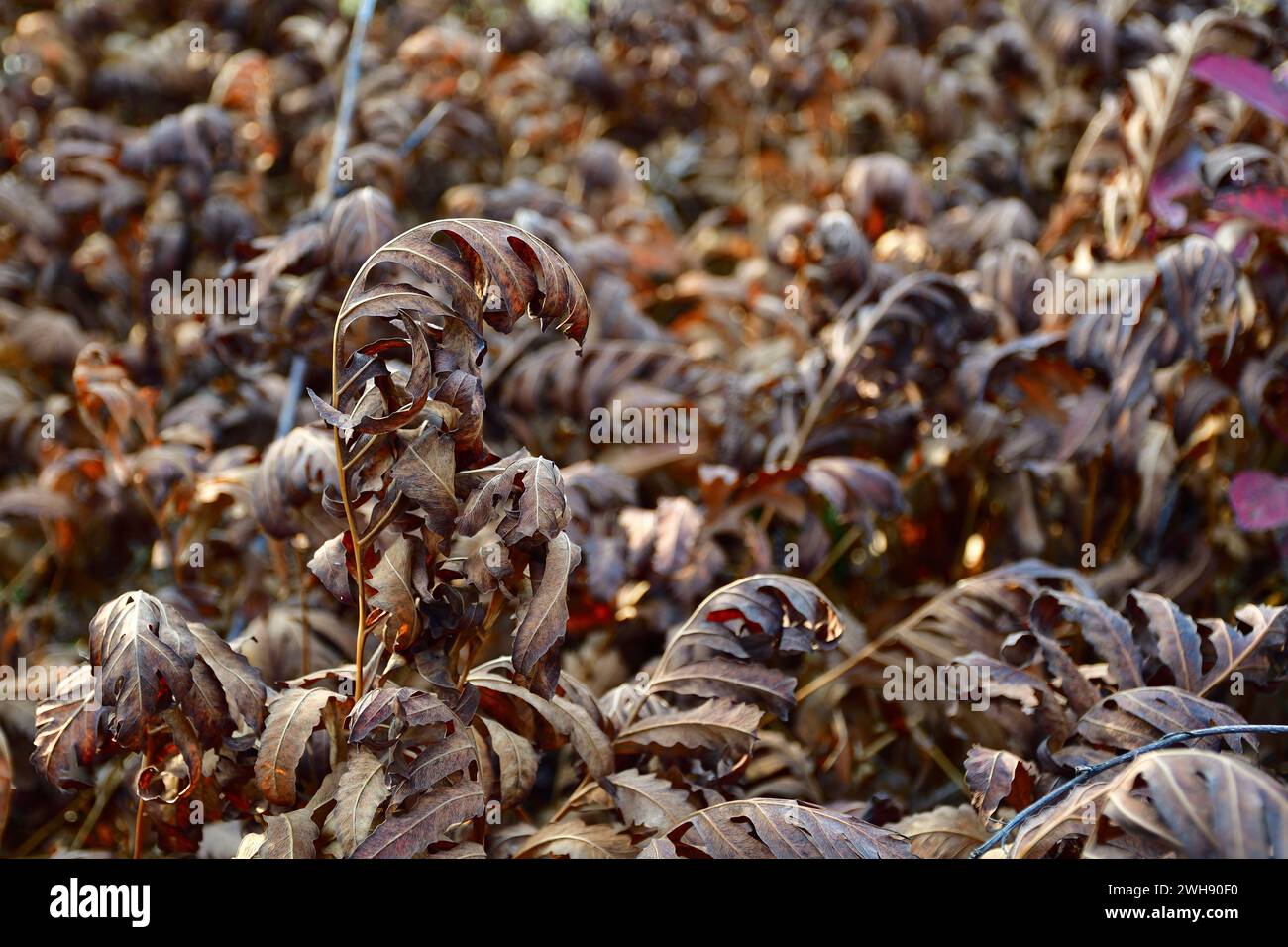 Sensitive Fern (Onoclea sensibilis) during fall season brown leaves Stock Photo