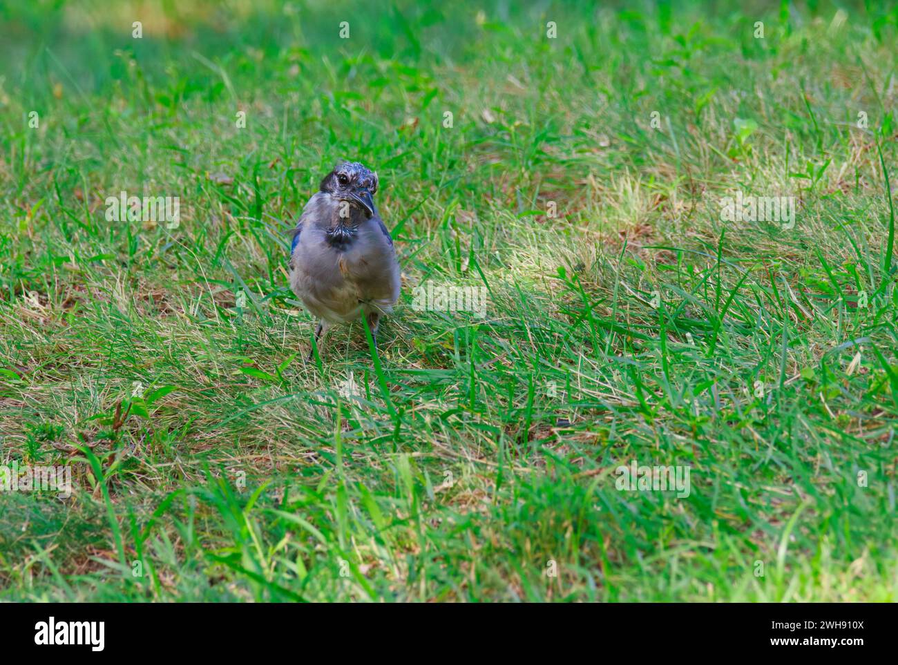 A bluejay with disheveled feathers on the grass Stock Photo