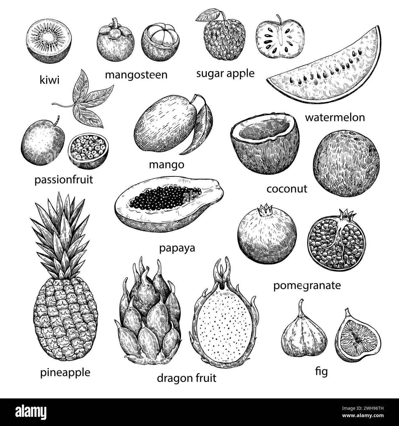 Big set of tropical and exotic fruits. Handdrawn ink illustration in