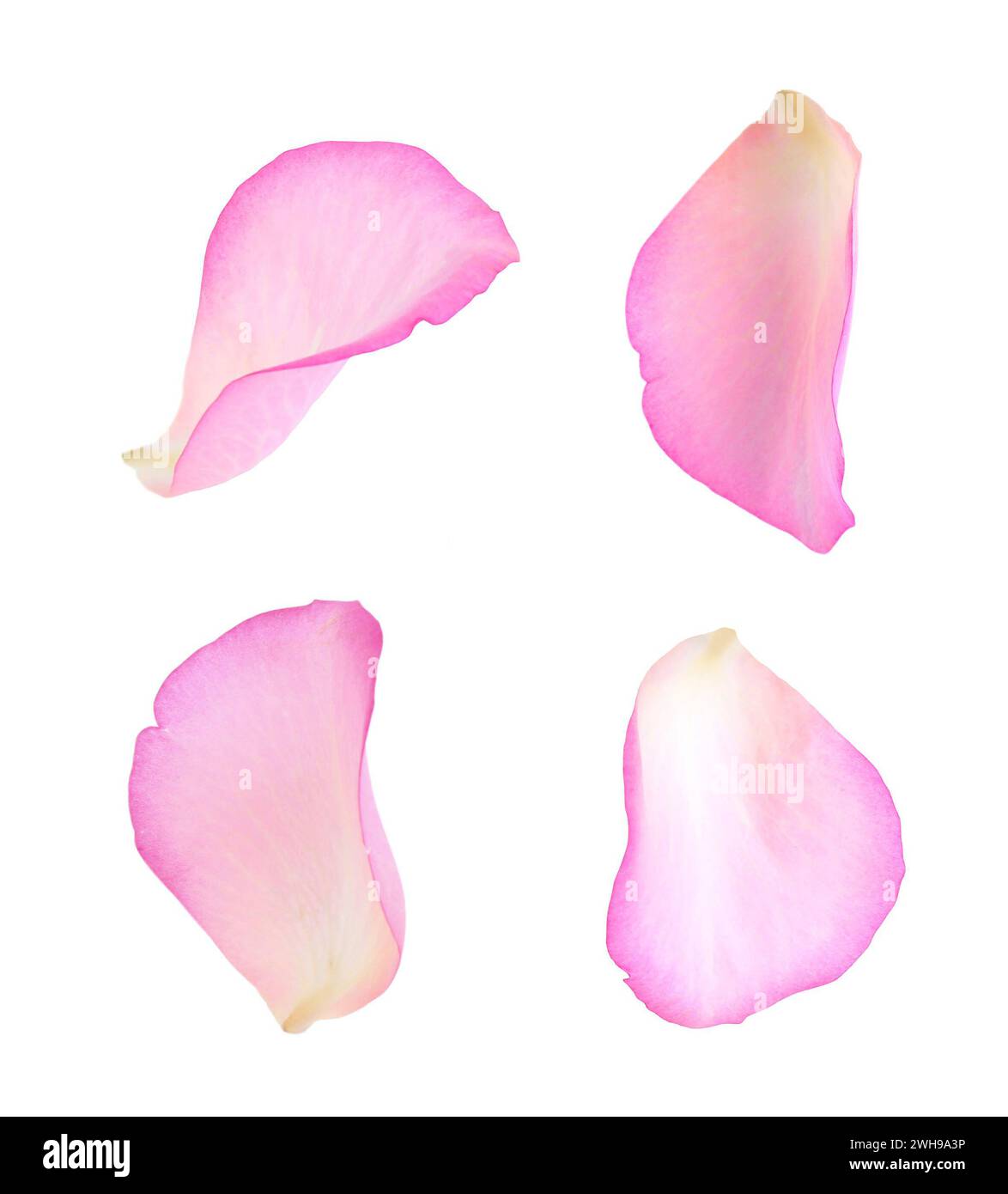 Pink rose petals isolated on white, set Stock Photo - Alamy