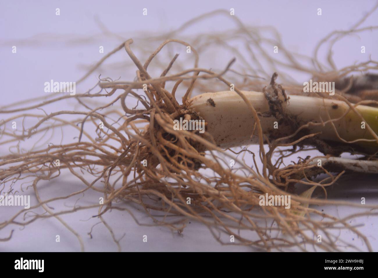 close up view of the root of leeks, has fibrous roots. The roots of leeks that have been taken and the remaining roots when soaked in water and then r Stock Photo