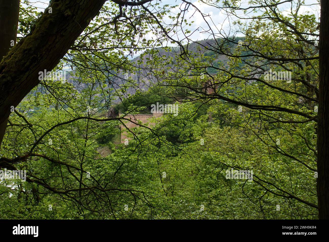 Castle ruins behind green leaves with Rotenfels cliffs in the distance on a spring day in Rhineland Palatinate, Germany. Stock Photo
