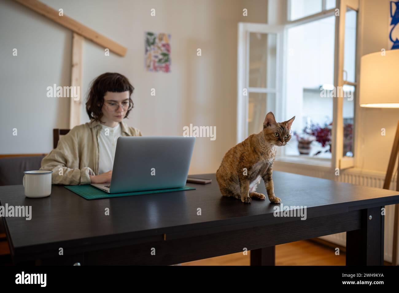 Devon rex cat sitting on table, waiting for amusement while pet owner works on computer, studies Stock Photo