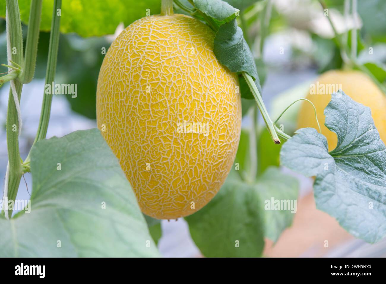 Fresh golden melon in farm Stock Photo