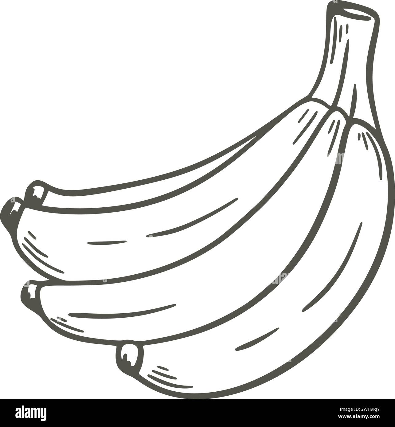 Bunch of bananas ink doodle sketch. Ripe juicy bananas vintage hand ...