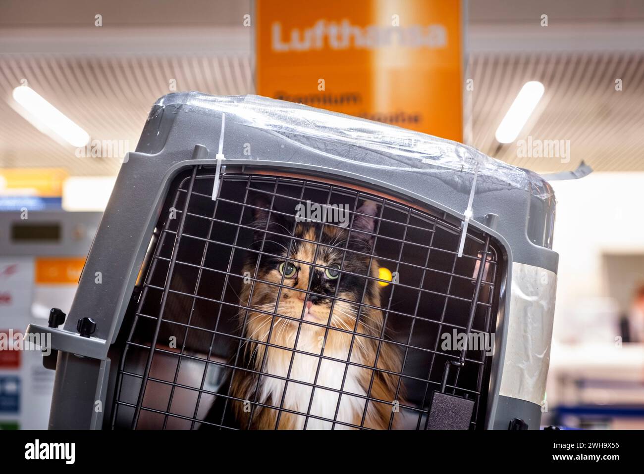 A cat looks out of a pet box at a Lufthansa counter at a terminal at the airport in Frankfurt Germany Wednesday Feb. 7 2024. The ground staff of German Lufthansa airline