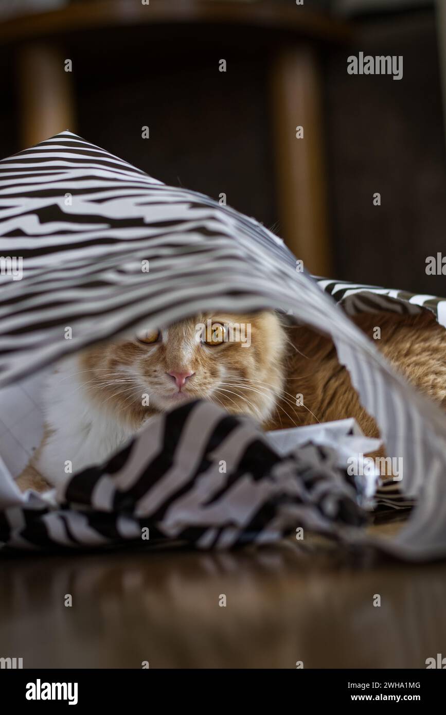 A ginger cat looking through a ripped striped bag Stock Photo