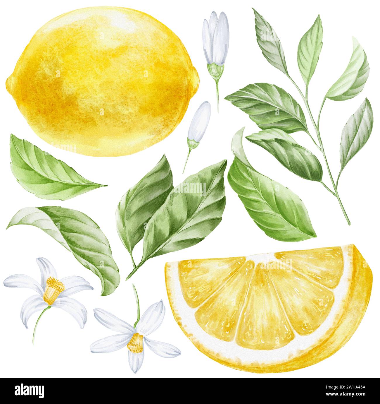 Lemon with leaves and flowers, botanical illustration Stock Photo - Alamy