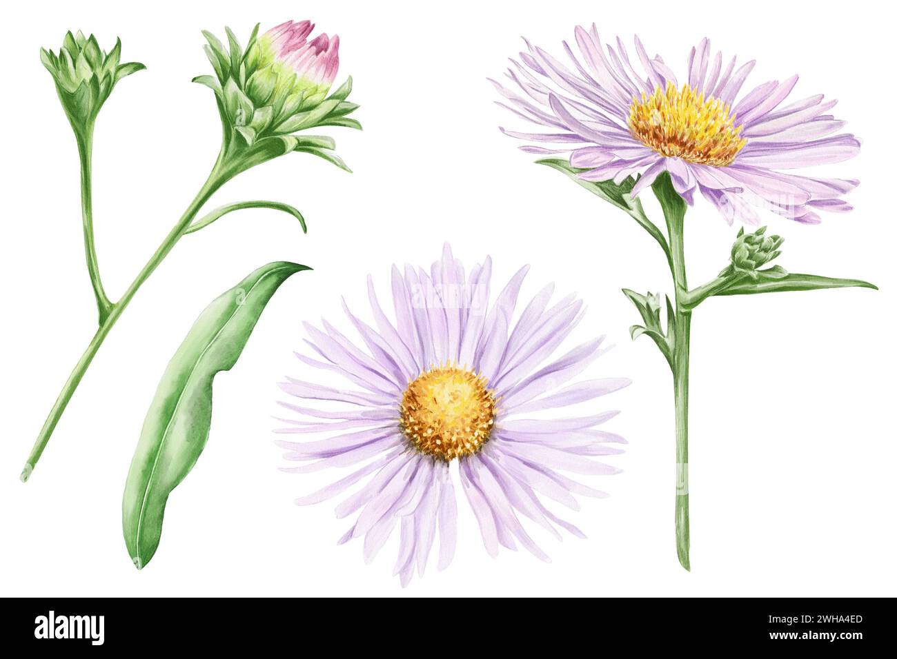 Daisy Botanical Pink daisy set of flowers, botanical illustration clipart Stock Photo ...