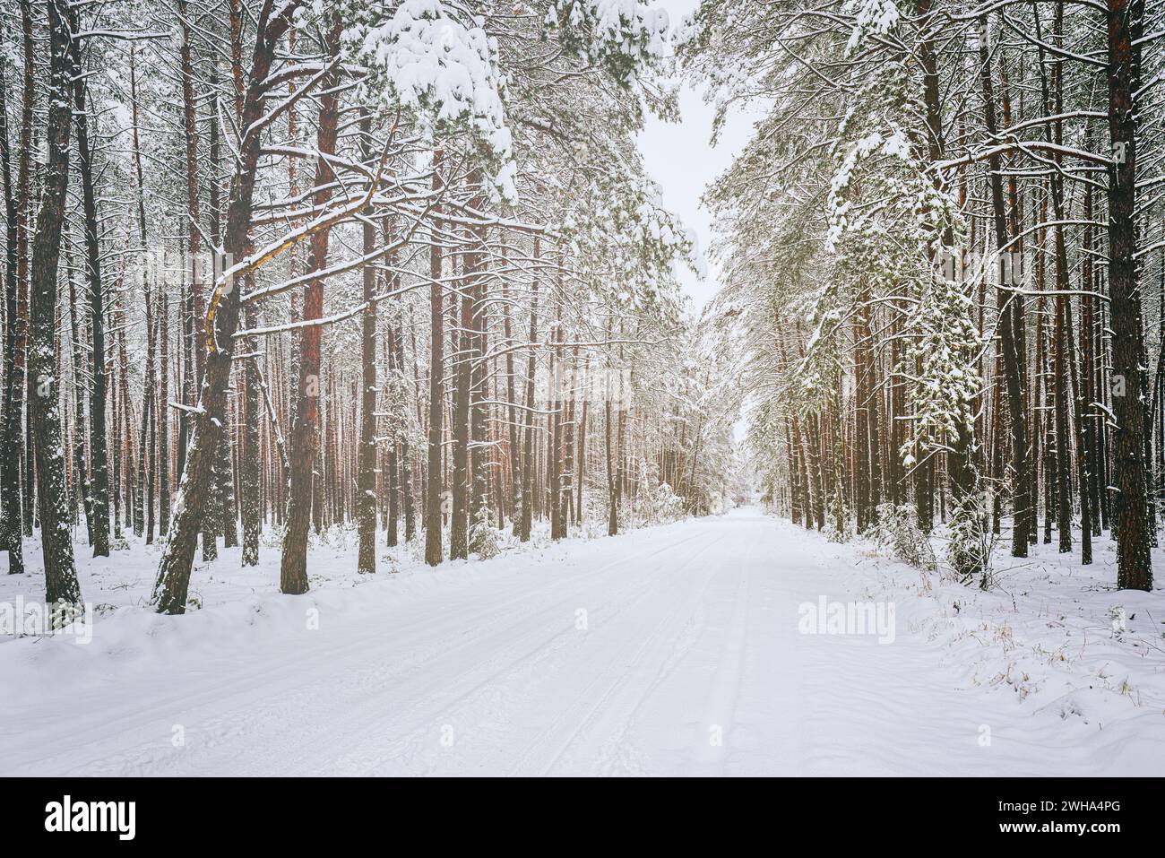 Automobile road through a pine winter forest covered with snow on a ...