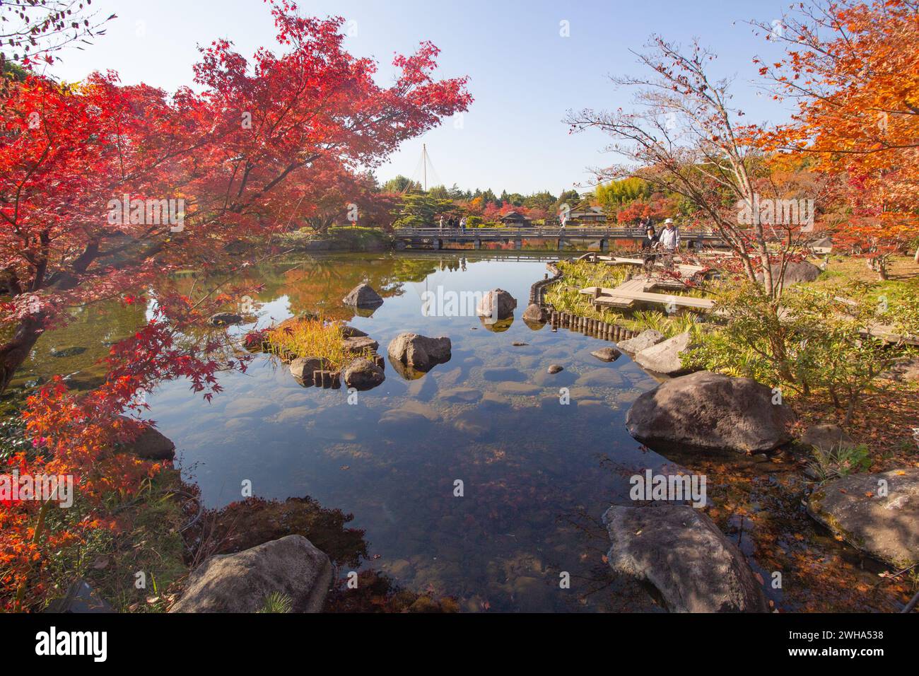 Japanese maple park hi-res stock photography and images - Alamy