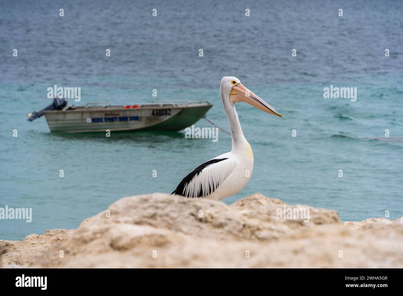 Pelican waiting for fish on the shore. Emu Bay, Kangaroo Island, South Australia. Stock Photo