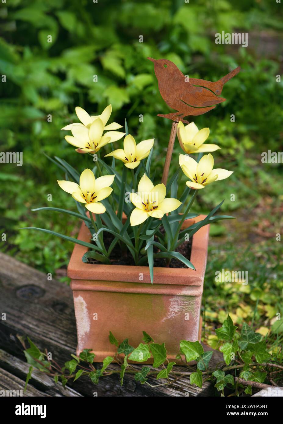 Beautiful wild, mini, yellow tulip flowers in a weathered terracotta flower pot with a rust bird decor. Spring vintage floral arrangement Stock Photo