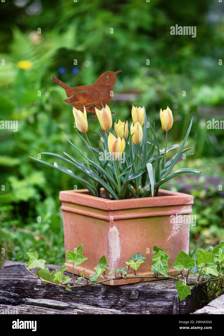 Beautiful floral arrangement with wild, mini, yellow tulip flowers in a weathered terracotta flower pot with a rust bird decor. Stock Photo