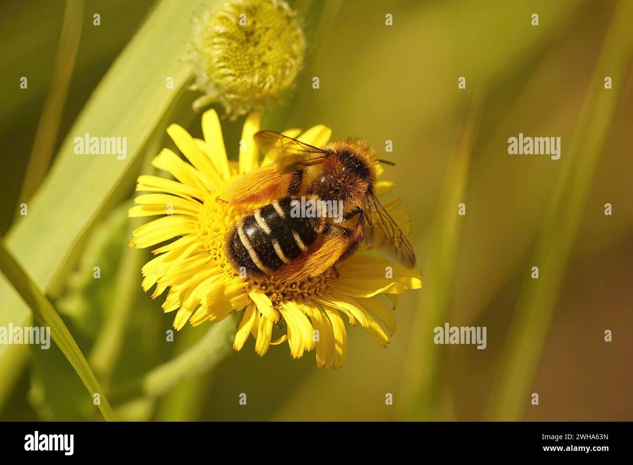 Natural closeup on a fluffy female Pantaloon bee, Dasypoda hirtipes, sitting on a yellow flower Stock Photo