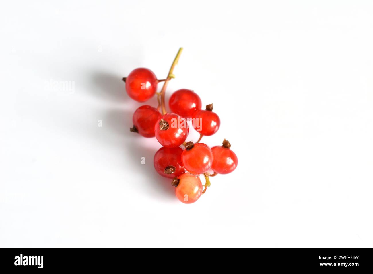 A branch with red currant berries, a wig, lie on a white background. Stock Photo