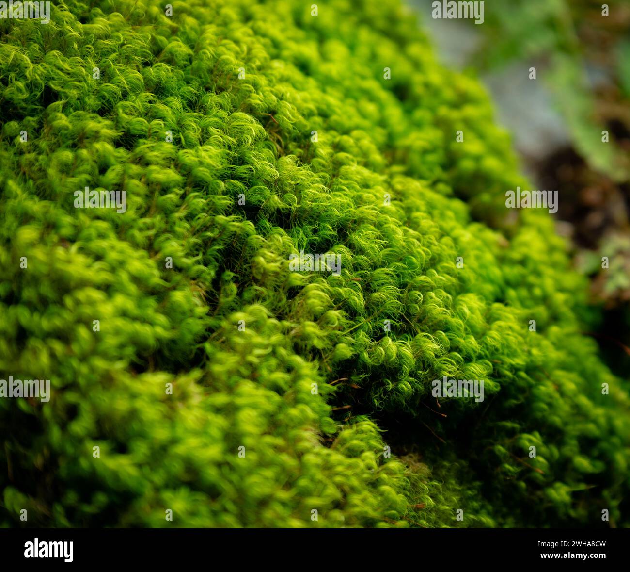 A close-up of vibrant green moss covering the forest floor Stock Photo