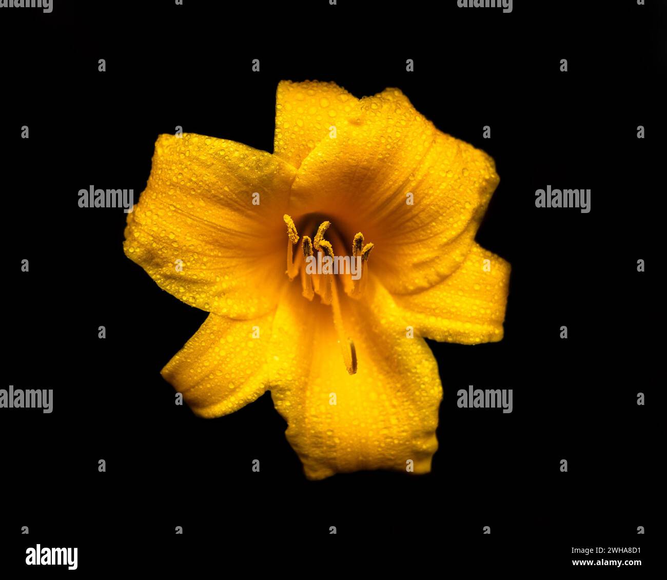 A vibrant yellow daylily flower set against dark background Stock Photo